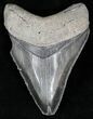 Bone Valley Megalodon Tooth #22144-1